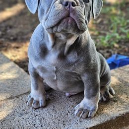French Bulldog Puppies from ANE French Bulldogs