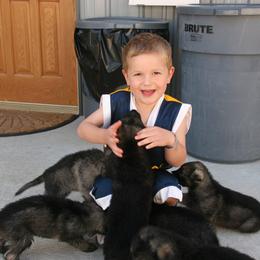 Shiloh Shepherd Puppies from Solace Shilohs