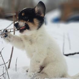 Giblet - Black and white male American Corgi puppy in Gouverneur, New York from St. Lawrence Corgis