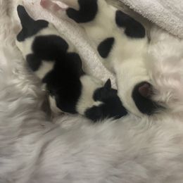 Yorkshire Terrier Puppies from MagnoliaYorkies