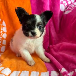 Ava's Tri Colored Girl - White black and tan female Papillon puppy in Shirley, Arkansas from Lucky Pups