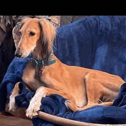 Zari - Saluki