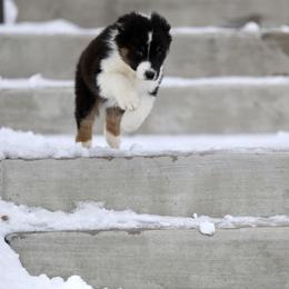 Australian Shepherd, Miniature American Shepherd, Miniature Australian Shepherd, and Toy Australian Shepherd Puppies from Painted Blue Aussies