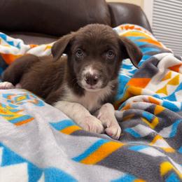 Doc - White and red male Border Collie puppy in Oberlin, Kansas from Hangin R Kennels