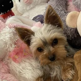 Siri - Yorkshire Terrier