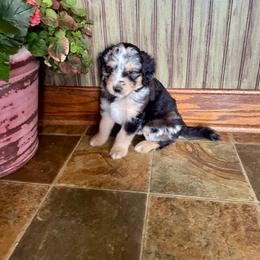 Pele - Blue merle male Aussiedoodle puppy in Savannah, Missouri from Rose Creek Mini Aussies and doodles