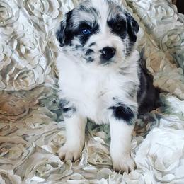 Australian Shepherd Puppies from Diamond Aussies N the Rough