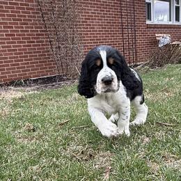 English Springer Spaniel Puppies from Soaring Springers
