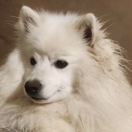 Nala - American Eskimo Dog