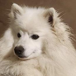 Nala - American Eskimo Dog