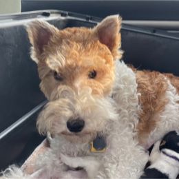 Maisie - Wire Fox Terrier