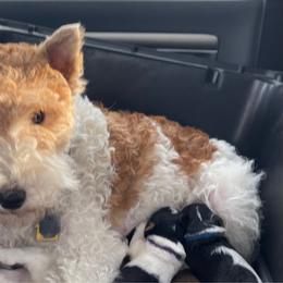 Maisie - Wire Fox Terrier