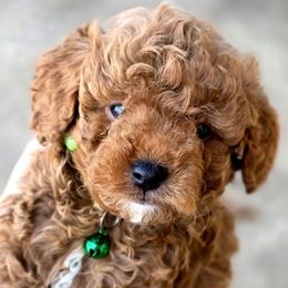 Tex - Red male Cavapoo puppy in Vernon, Texas from Sugarland's Texas Goldendoodles