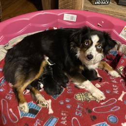 Teal - Toy Australian Shepherd
