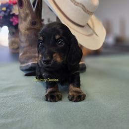 Boy 2 - Black male Dachshund puppy in Cedar City, Utah from Country Doxies