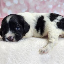 Eleanor - Black white and tan female Cockapoo puppy in Louisburg, North Carolina from Raven Oak's Mini Cockapoos