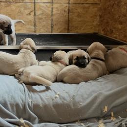 Kangals from HiBear Ridge Homestead, LLC