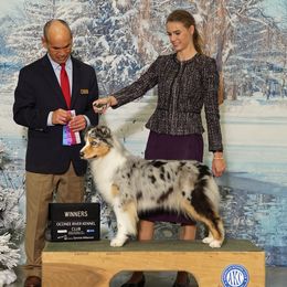 Minty - Australian Shepherd