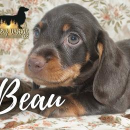 Beau (FULL RUSSIAN) - Chocolate and tan male Dachshund puppy in Linden, Texas from Piney Woods Miniature Dachshunds LLC