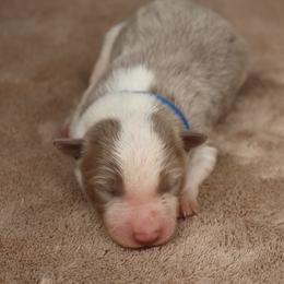 Blue Collar - Lilac male Border Collie puppy in Courtland, Alabama from C Bar C Ranch Border Collies