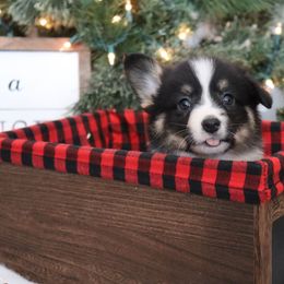 Bobby - Black and tan male Pembroke Welsh Corgi puppy in St. Charles, Iowa from Kim Boyle's Pembroke Welsh Corgis