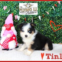 TinLee - Black tri female Miniature Australian Shepherd puppy in Madisonville, Texas from Flying LL Aussies