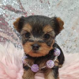 Sophie SMALL - Blue and gold female Yorkshire Terrier puppy in Monticello, Iowa from Ashley’s Puppies