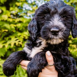 Cranberry Girl - Cream Goldendoodle puppy in Lake Wylie, South Carolina from Lake Wylie Doodles