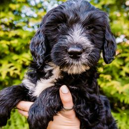 Cranberry Girl - Cream Goldendoodle puppy in Lake Wylie, South Carolina from Lake Wylie Doodles
