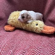 Daisy 2 - Apricot and white Cavachon puppy in Holly, Michigan from Terrie’s Cavachons & Cavalier King Charles Spaniels