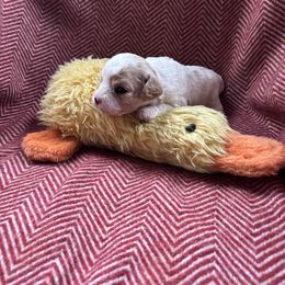 Daisy 2 - Apricot and white Cavachon puppy in Holly, Michigan from Terrie’s Cavachons & Cavalier King Charles Spaniels