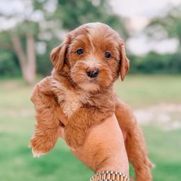 Bowie - Red  male Goldendoodle puppy in Iola, Texas from Supreme Doodles of Texas