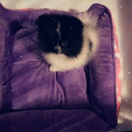 Pomeranian Puppies from A Sample Of Gods Love Kennels