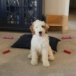 Colin - Parti male Goldendoodle puppy in Barstow, California from Golden Desert Doodles