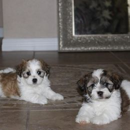 Gemstone Havanese breeder of 