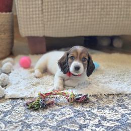 AKC Meet Jasper :) - Piebald male Dachshund puppy in Centerville, Iowa from Barnyard Dachshunds, Dals & Doodles
