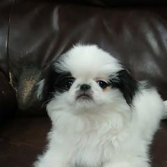 Baxter - Black and white male Japanese Chin puppy in Salem, Oregon from Chinnychinchinofsalem