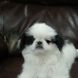 Baxter - Black and white male Japanese Chin puppy in Salem, Oregon from Chinnychinchinofsalem