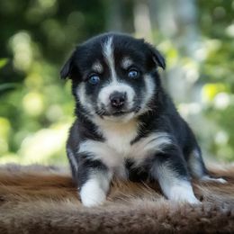 Pomsky Puppies from Pioneer Peak Pomskies