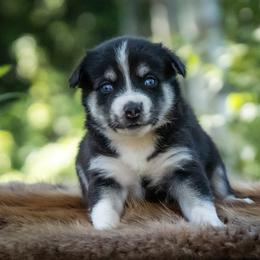 Pomsky Puppies from Pioneer Peak Pomskies