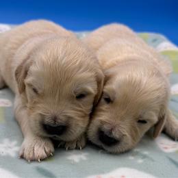 Boy 4 - Golden male Golden Retriever puppy in Spanaway, Washington from 11 Oaks Kennels