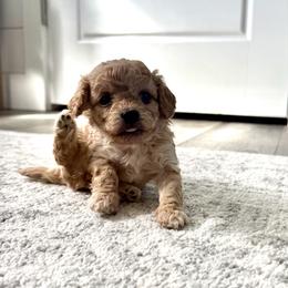 Lulu - Apricot female Cavapoo puppy in Spanish Fork, Utah from Hamann's Cavapoo Puppies