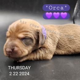 Dachshund Puppies from Wayward Home Dachshunds