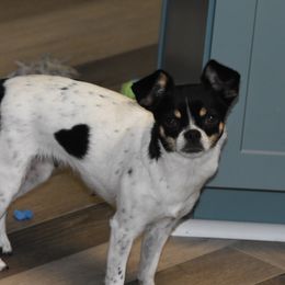 Gracie - Chihuahua