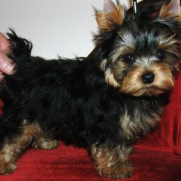Yorkshire Terriers from Baywood Yorkshire Terriers