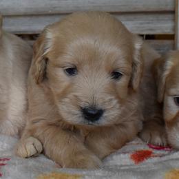 Female 4 of 5 - Cream female Goldendoodle puppy in Macedon, New York from Toodles Goldendoodles