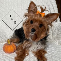 Yorkshire Terriers from D&D Yorkies of Texas
