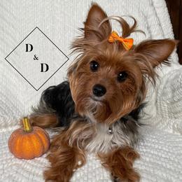 Yorkshire Terriers from D&D Yorkies of Texas
