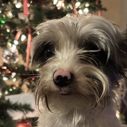 Yorkshire Terriers from Carney Kennels