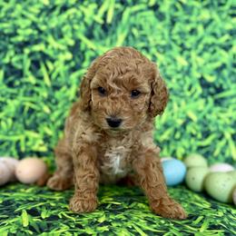 Mint Collar girl - Cream female Goldendoodle puppy in Charlestown, Indiana from Mini Goldendoodle Paws 🐾